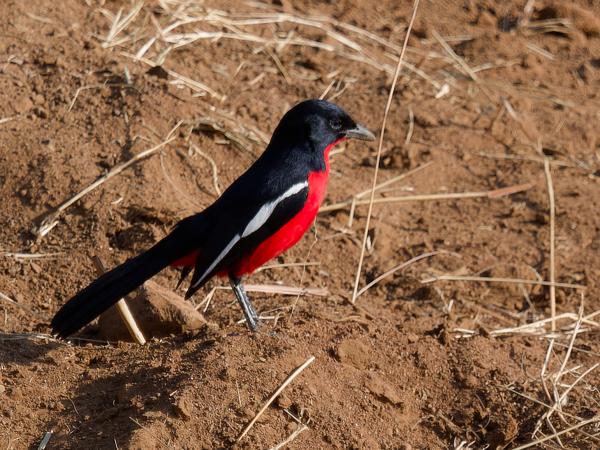 <h3><a href="/trips/safari/biota/animalia/chordata/aves/040 passeriformes/036 malaconotidae/laniarius atrococcineus/laniarius atrococcineus-nl.html">Laniarius&nbsp;atrococcineus</a> / Crimson‑breasted&nbsp;shrike / Burchells&nbsp;fiskaal</h3>OM-1 met M.40-150mm F2.8 + MC-14, 1/1000 sec  bij F4.0, ISO 160, afstand 8.62&nbsp;m